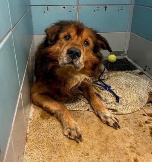 Heartwarming update: Frosted face senior who waited a week next to his deceased owner