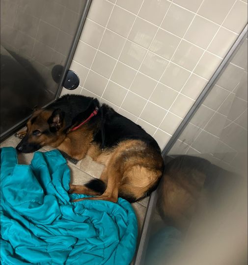 Senior shepherd whose family wanted him euth’ed because they had no time ready for comfy retirement home