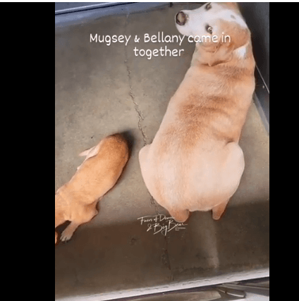 mugsy-and-bellany-1-1