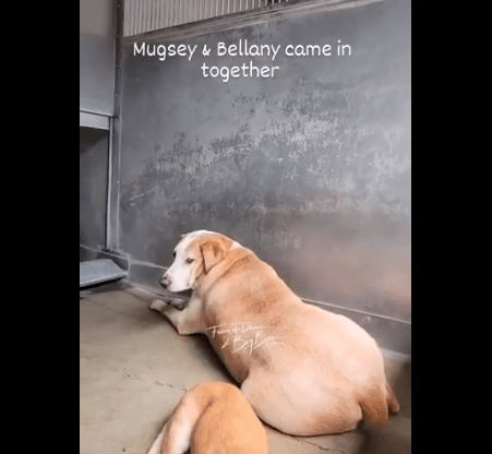 mugsy-and-bellany-3