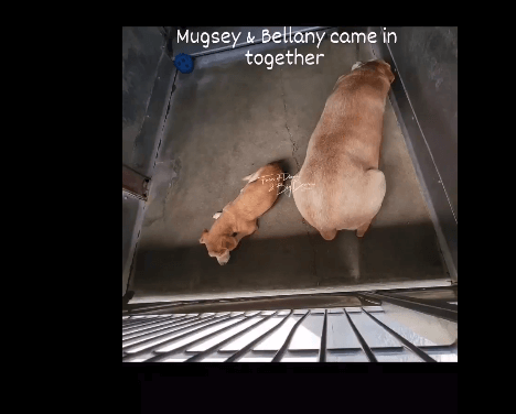 Bonded odd couple pups confused and heartbroken after arriving at shelter