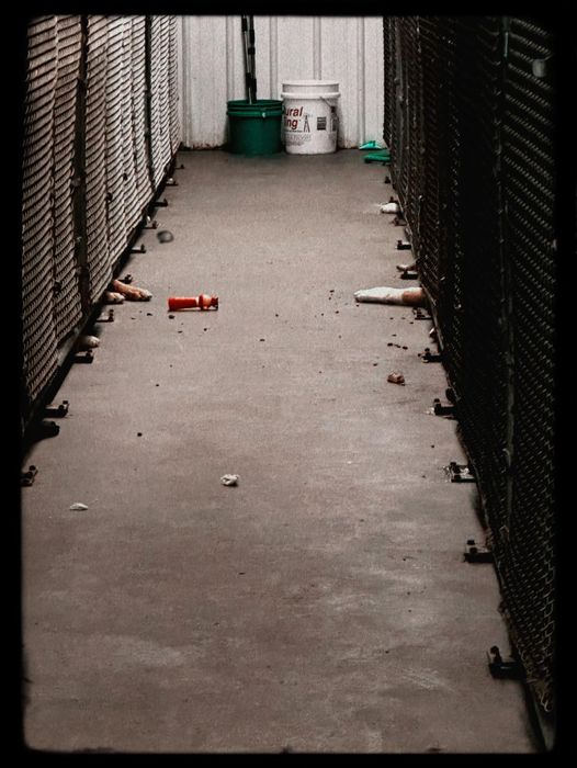 Adoptable doggies lying with paws and noses underneath kennel doors so heartbreaking