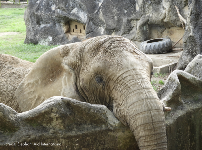Elephant held captive and alone for 35 years at zoo in Puerto Rico has been freed