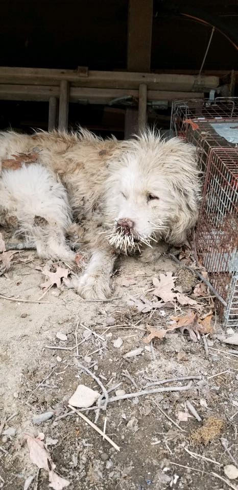 Rescued: Starving stray dogs suffering with quills in their faces