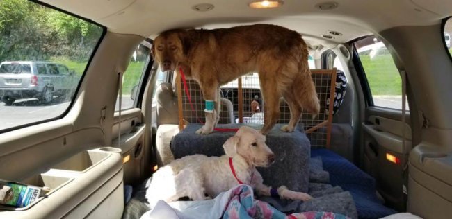 Update: Starving dogs with porcupine quills stuck in their snouts