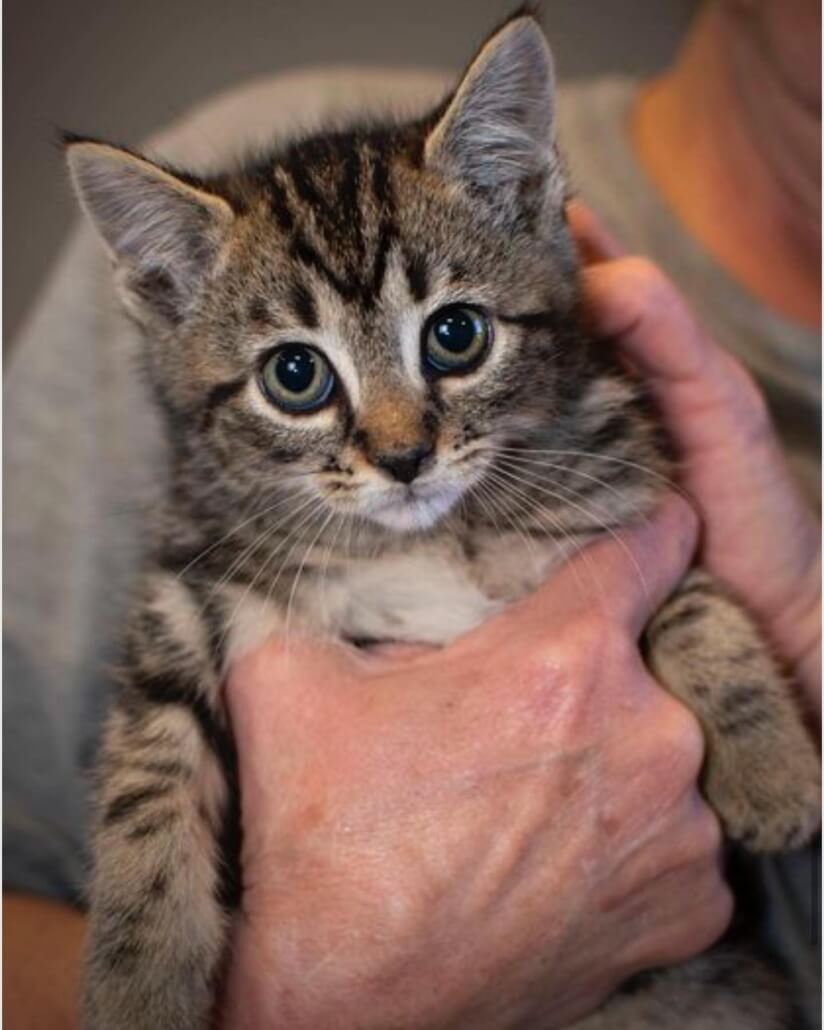 museum-kittens-2-824x1030-1