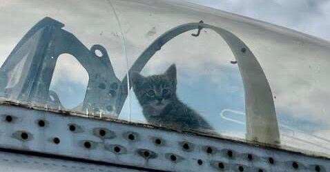 Adorable litter of kittens born inside of museum historic plane