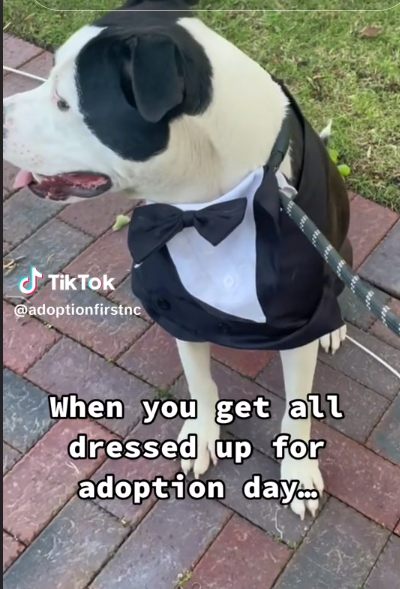 Mushu wasn’t adopted yesterday or today and he dressed up in his tux: Maybe tomorrow