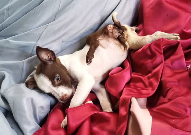 Puppy in Costa Rica born with five legs and two tails