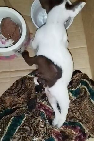mutant-pup