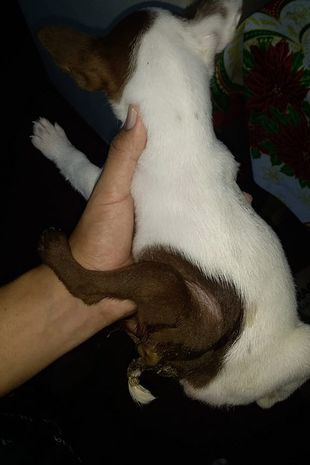 mutant-pup1