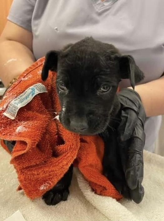 Florida rescue group rescued 4 week old puppy found severely burned
