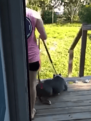 Update on senior dog videoed being beaten for defecating in the house