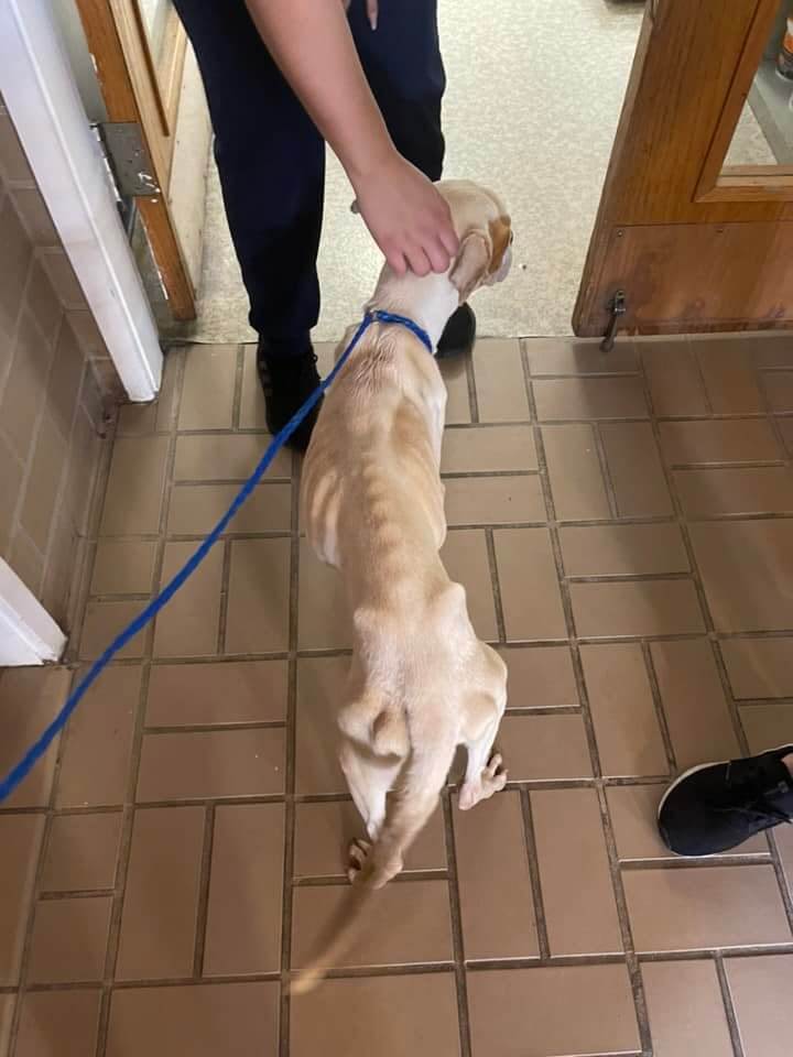 mutty-paws-rescue1
