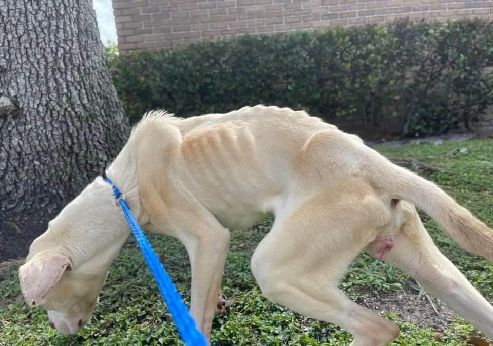mutty-paws-rescue2