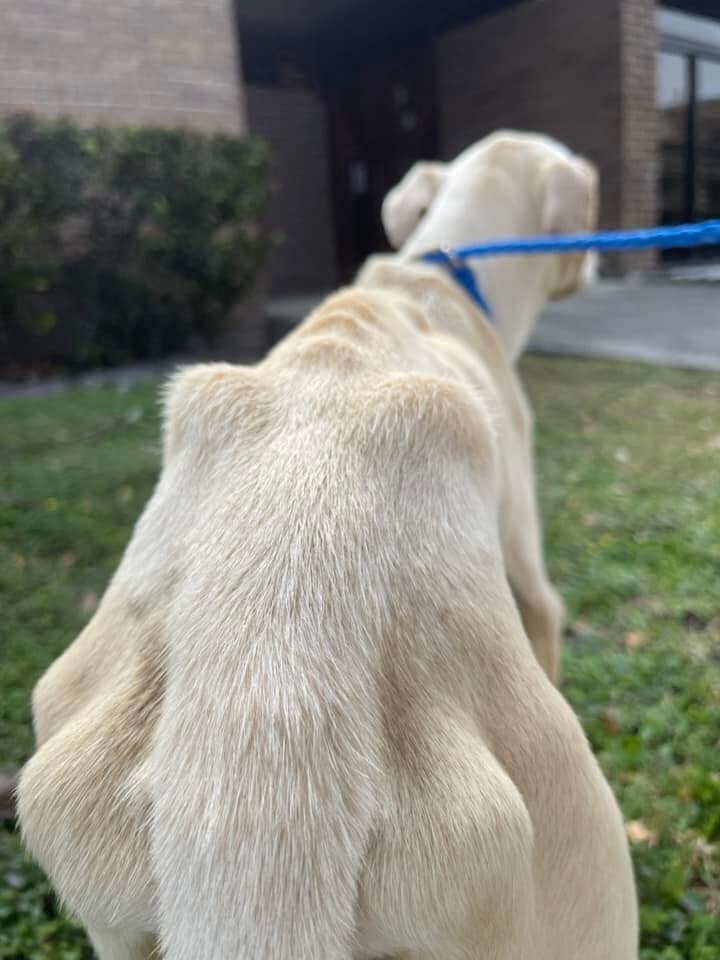 Rescuers left speechless: Owner dumped emaciated puppy at shelter ‘just like that’