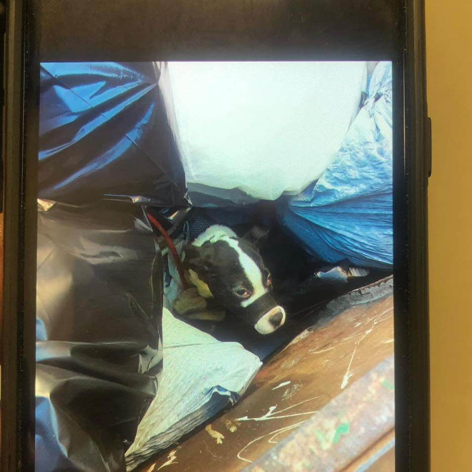 Police rescue puppy muzzled with tape and tossed away into a dumpster