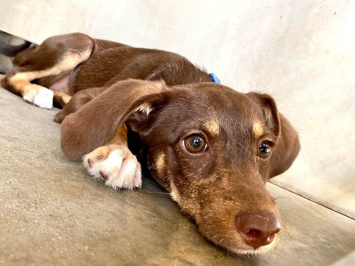 Dog’s adoption lasted one day because she craved too much attention from her new person