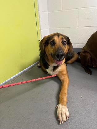 Lonely hearted 3-legged pooch left at Florida shelter longs for a home: Can you help?