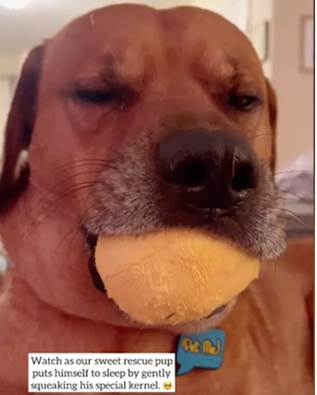 Rescue pup uses his squeaky toy to soothe himself to sleep