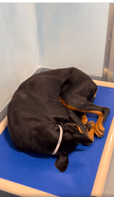 So unfair and sad: Heartbroken Doberman stray shivers on her shelter bed in fear