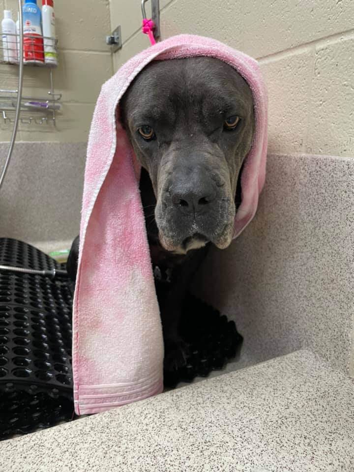 Abandoned Cane Corso ‘Nadine’ who is just so scared needs a special someone to rescue her