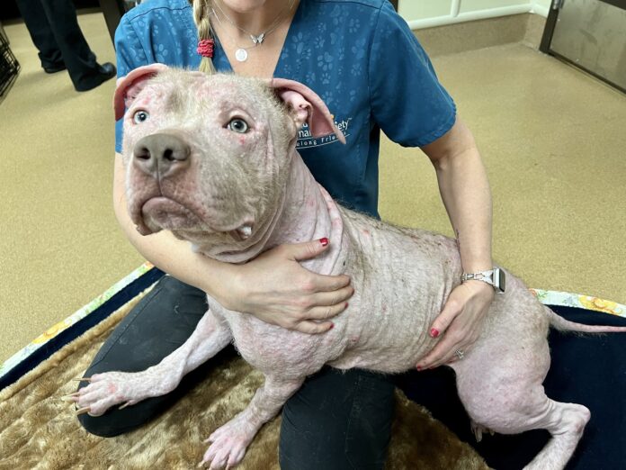 From extreme neglect to new life of love and adventure make room for ‘Nakey Jakey’