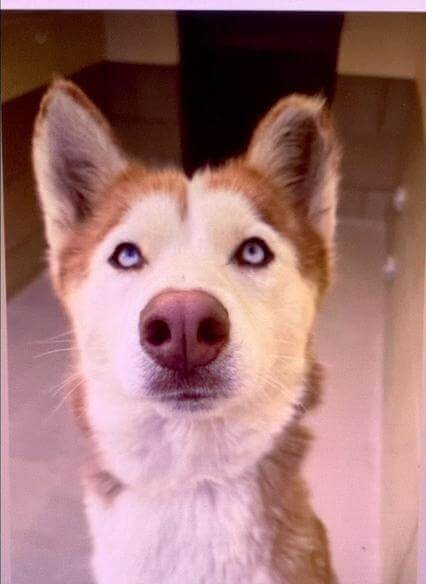 Injured owner surrender: What did ‘Nala’ do to be dumped at shelter this time of year