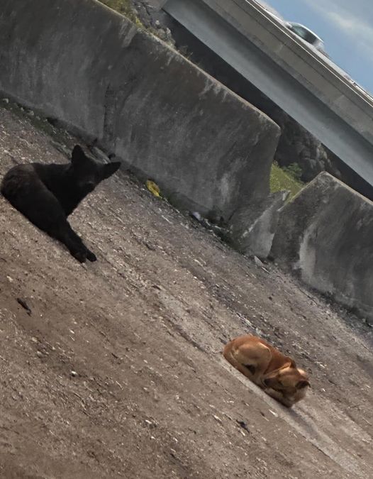 Bonded pair separated at Miami shelter after both dogs survived gator infested swamp