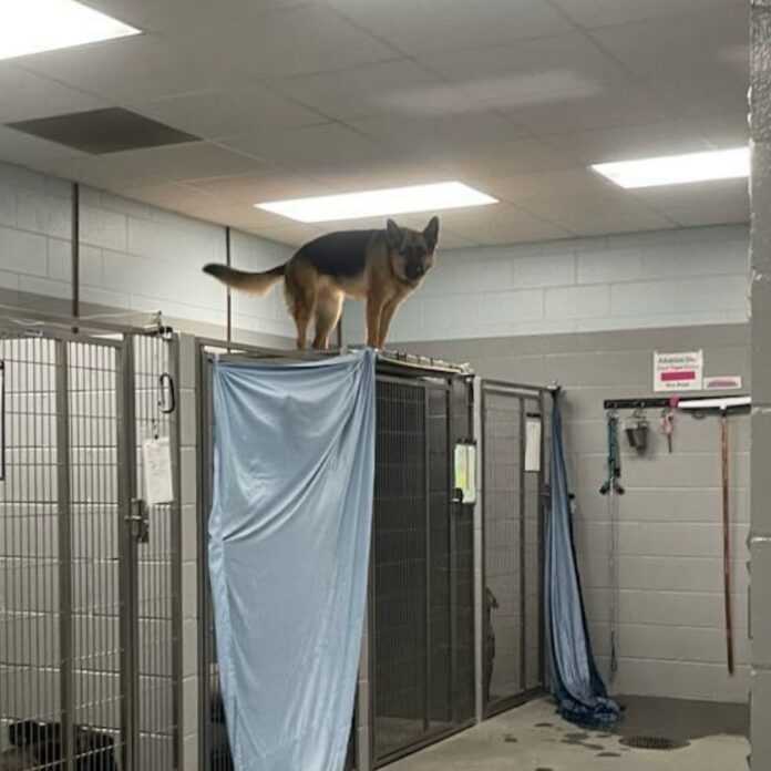 Nala finds foster home: Gentle giant preferred people over crowded kennel