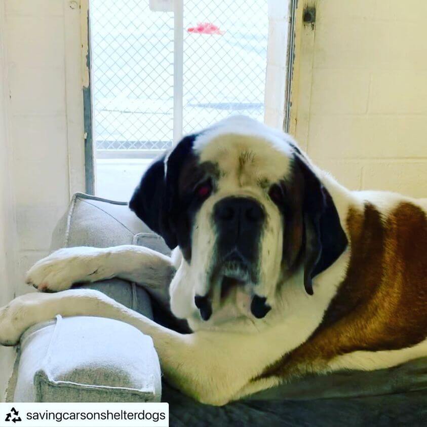 Big beautiful St. Bernard arrived as a stray at California shelter
