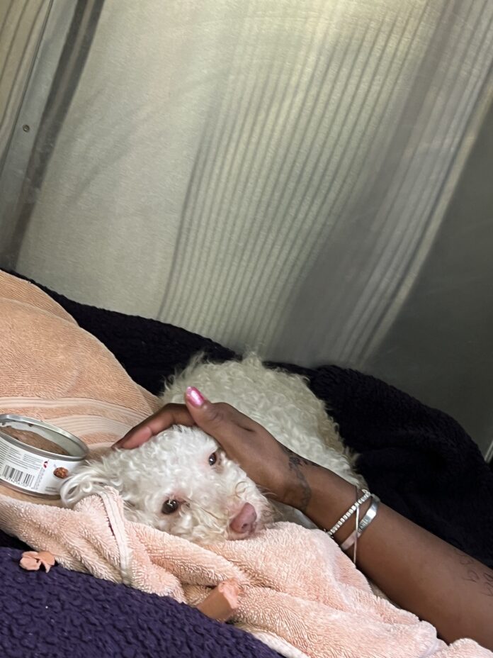 Poodle suffering from apparent drug overdose saved with Narcan