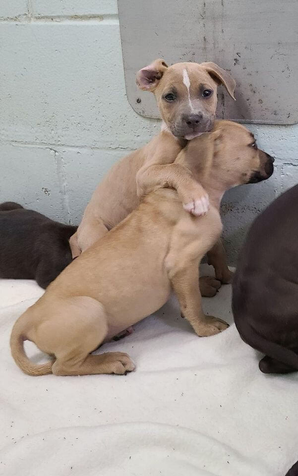 ‘Trojan Horse Terrier’ puppies need homes after arriving at shelter
