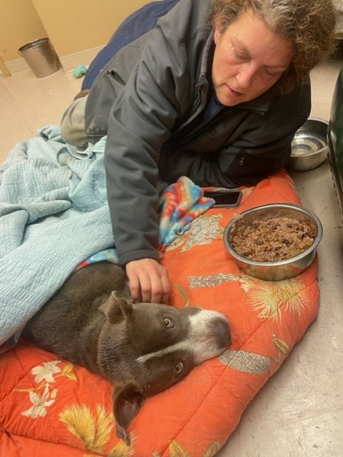 Gravely injured dog rescued by ‘angel of mercy’ when pet’s own family looked the other way