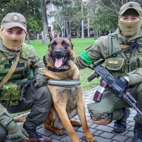 Belgian Malinois left starving by Russian troops rescued and now saving Ukrainian soldiers