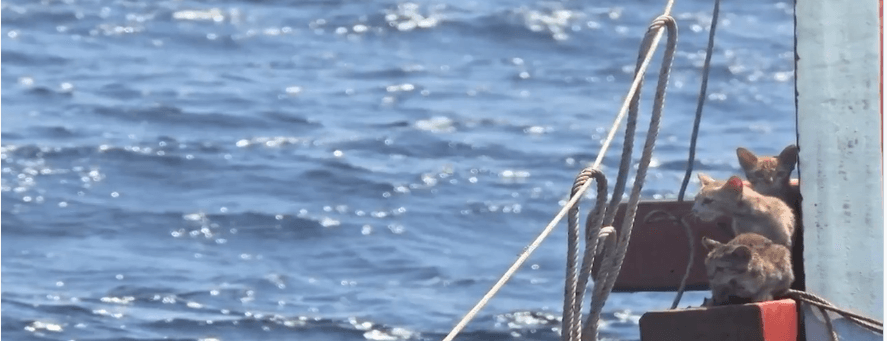 Thai navy sailor rescued 4 cats from abandoned sinking ship in ‘purrfect’ style