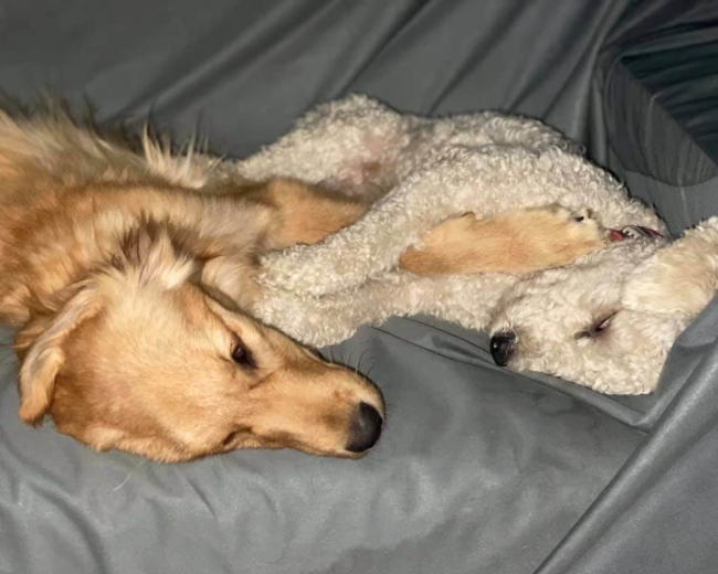 Puppies rescued from China’s meat farms arrive in New York for their new homes