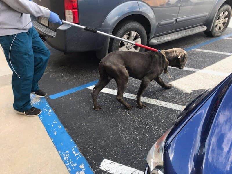 neapolitan-mastiff-leaving-1