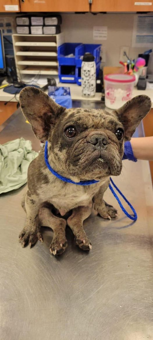 Emergency rescue needed for frightened French bulldog