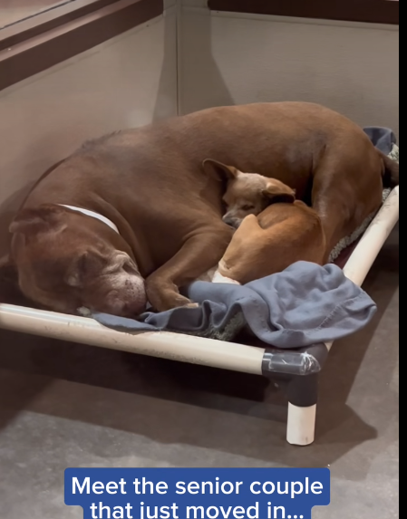 Fall in love with ‘golden oldies’ at shelter after owner met with bad times