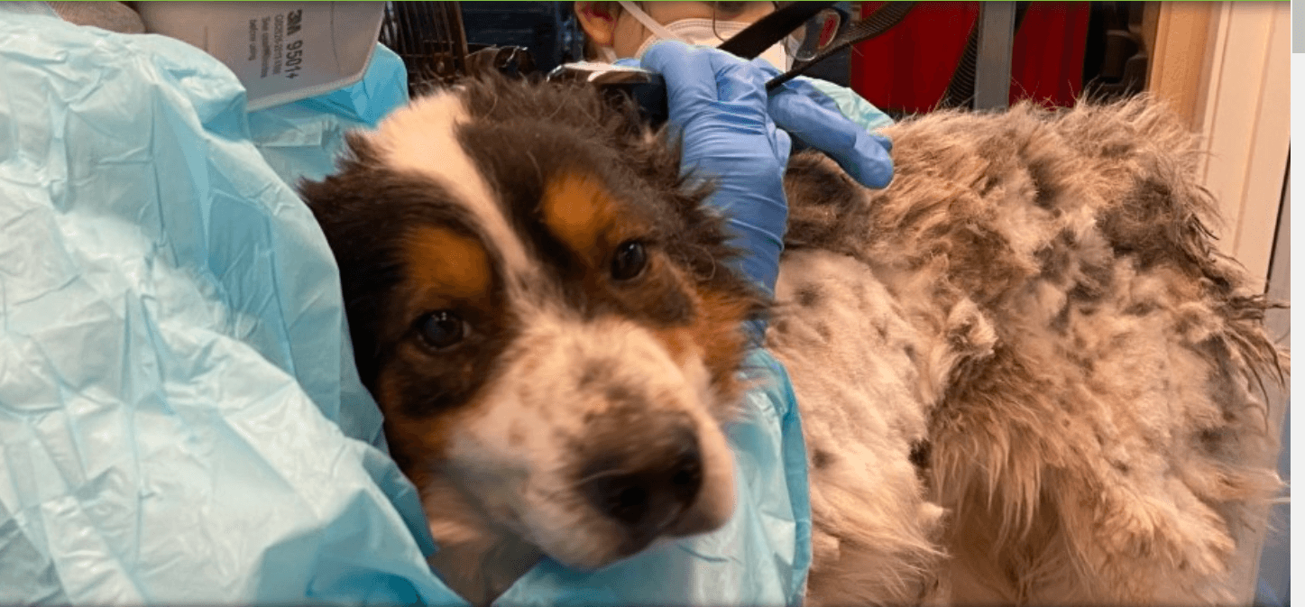 Neglected dogs, living outside amidst winter storm, rescued – but not before two died in the cold