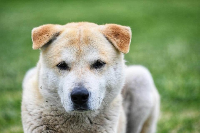 Neighborhood dog
