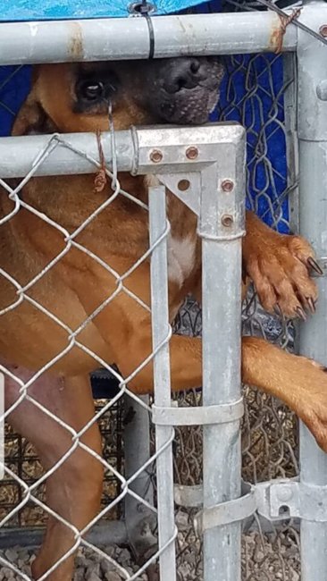 ‘Nellie’ whimpered and begged as her owner pulled out of driveway