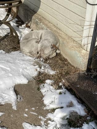 Dog found curled up in snow in 2 degree Texas storm heads to safety