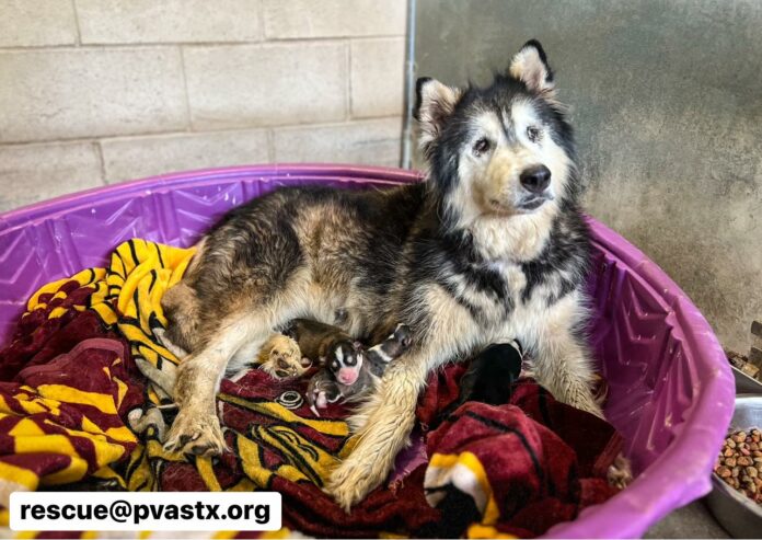 Sweet senior mostly blind gives birth to 3 puppies at Texas shelter