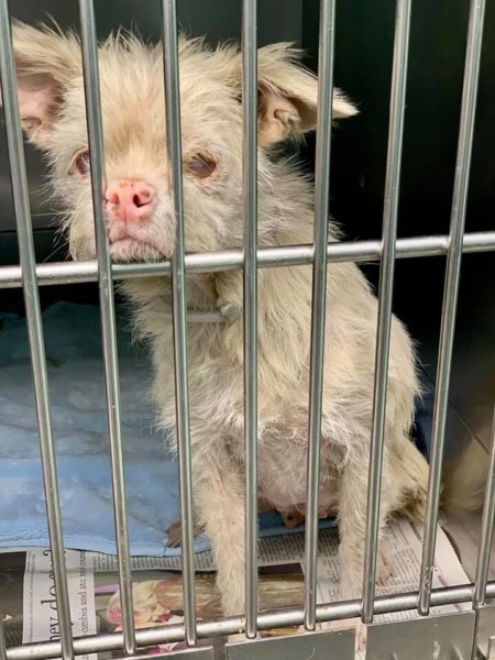 Will someone fall in love with this neglected little dog?