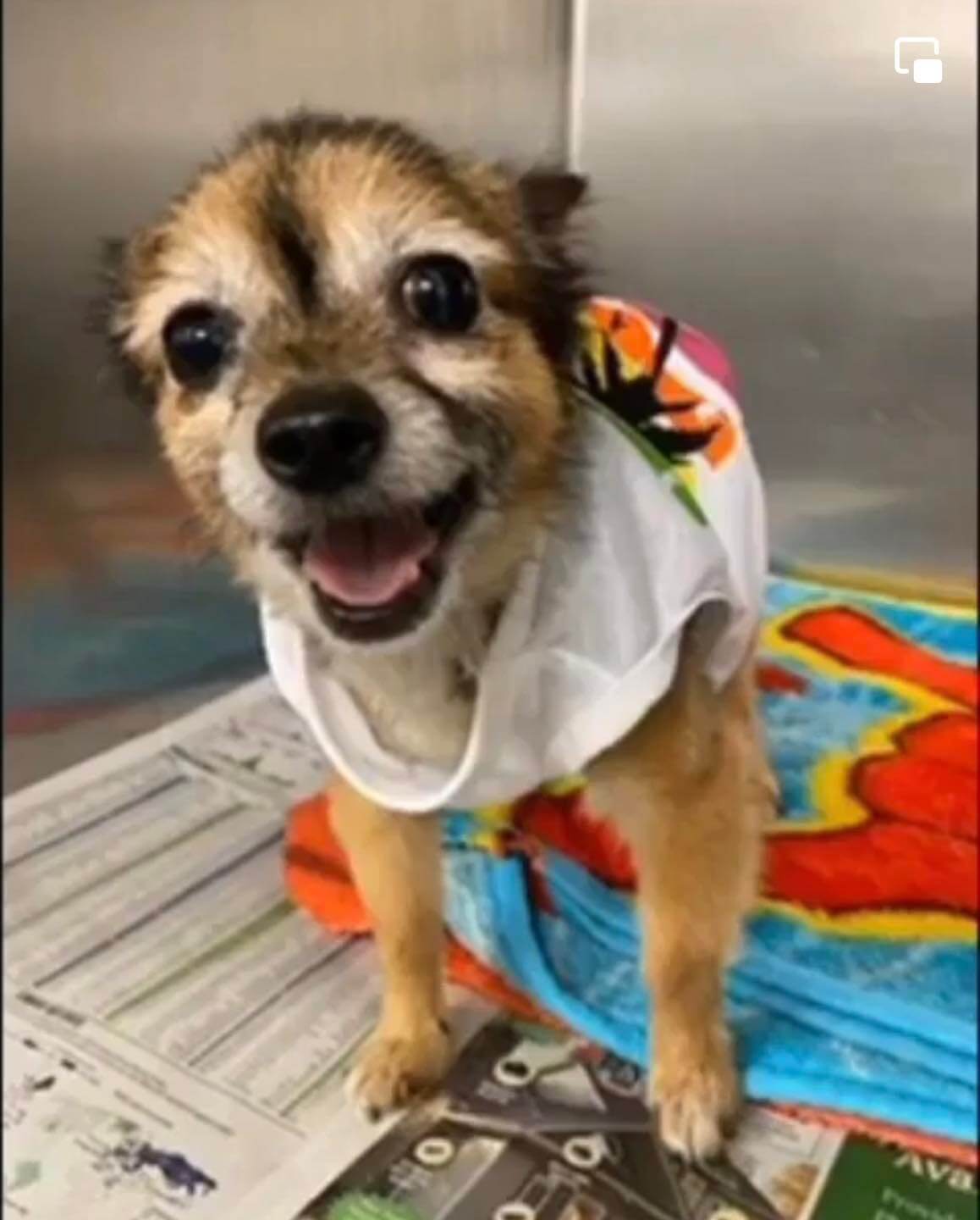 Four-pound ‘ferocious’ dog who bit the index finger of person breaking up dog scuffle slated to be euth’ed