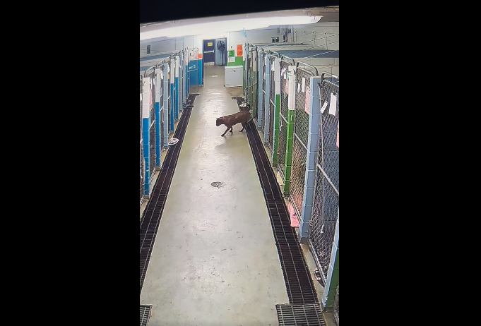Adorable jailbreak at Niagara Falls shelter caught on viral video hoping more chances for Bugsy’s adoption