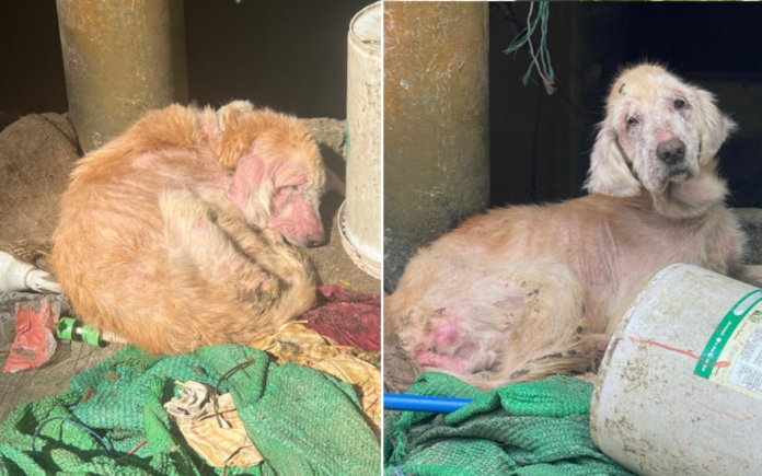 Golden retriever left to die chained and abandoned makes remarkable recovery