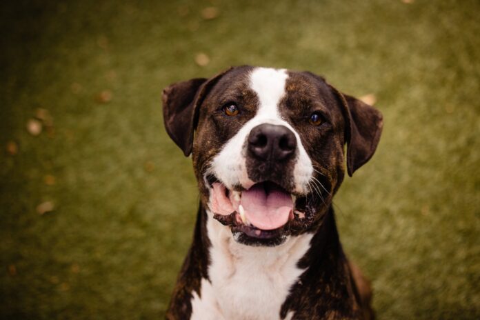 Pick me: Florida shelter hosting adoption event just for Nicholas who has been there the longest